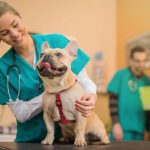 estudiar veterinaria en estados unidos
