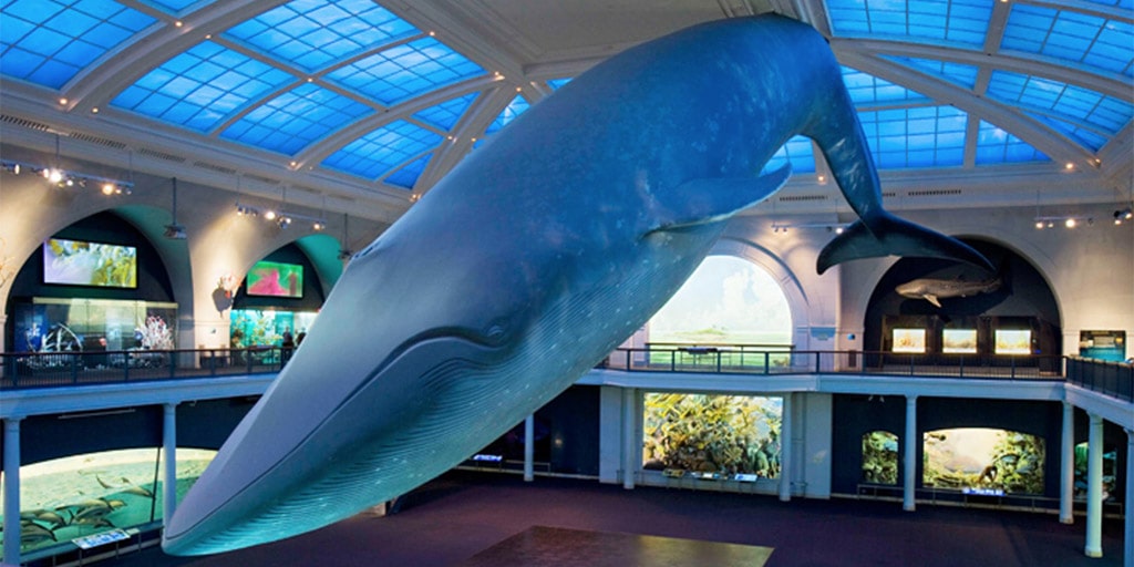 ballena azul museo historia natural