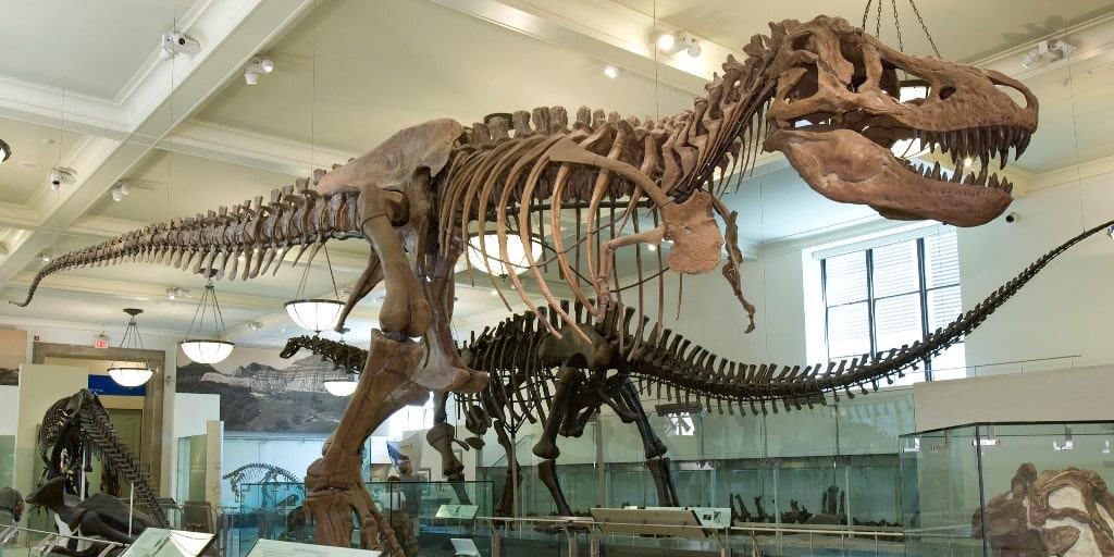 tyranosaurus rex museo de historia natural